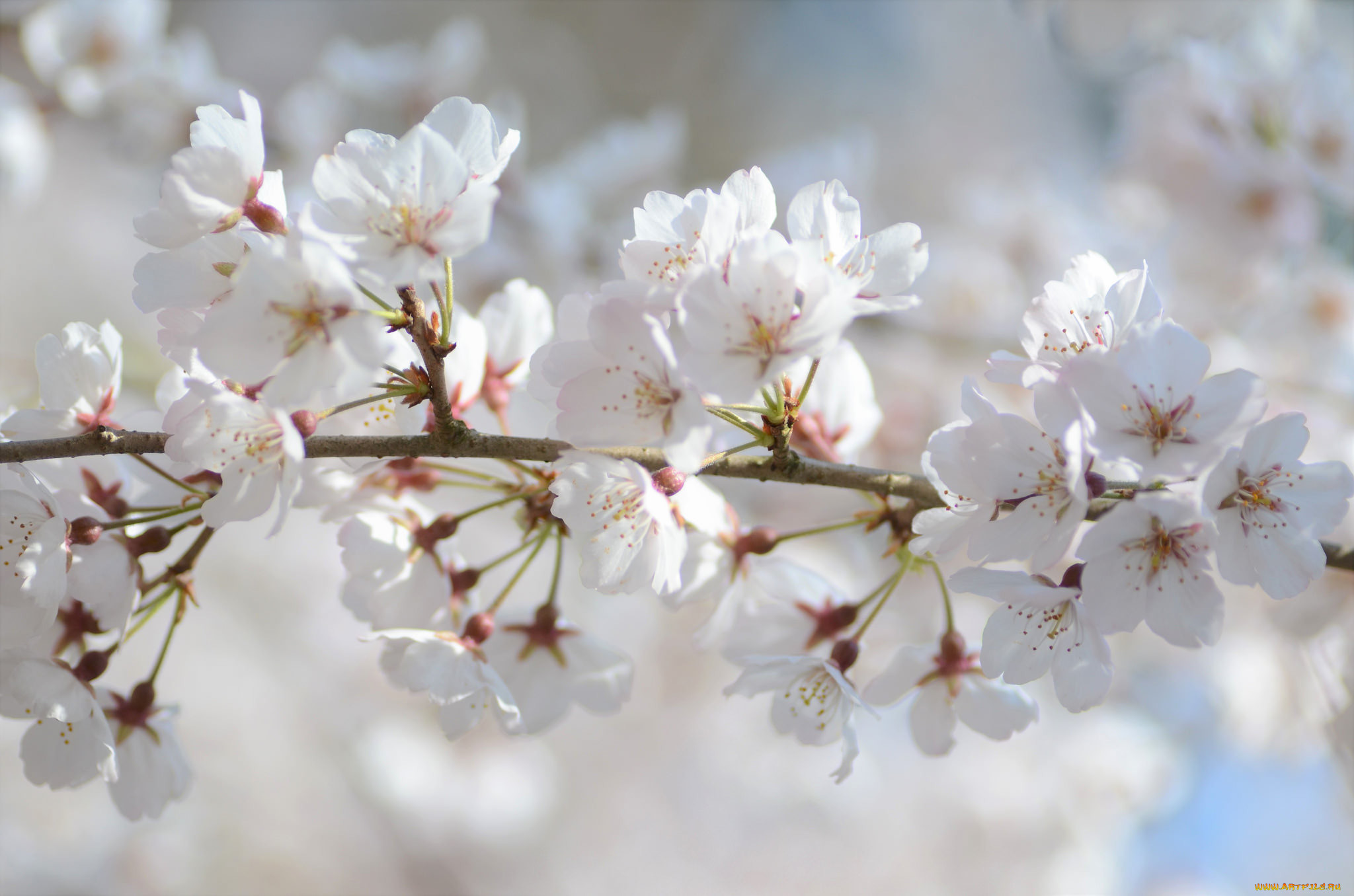 Фото цветущей сакуры белой